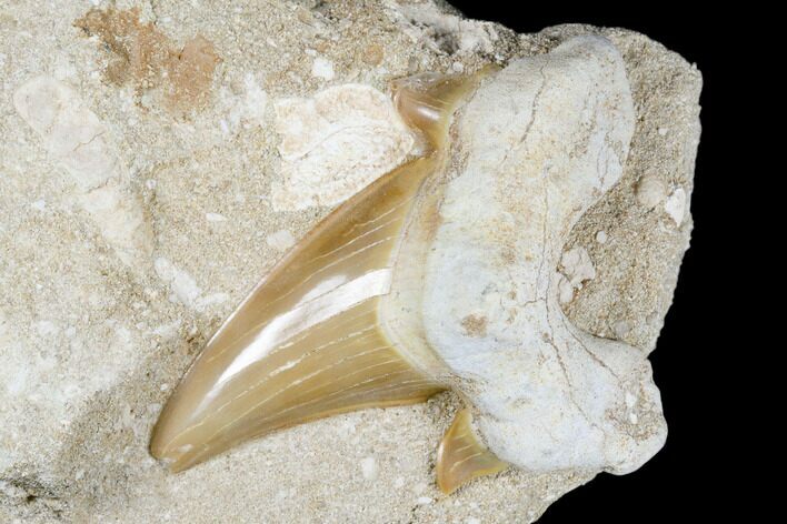 Otodus Shark Tooth Fossil in Rock - Eocene #174175